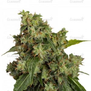 Auto Xtreme (Dutch Passion)
