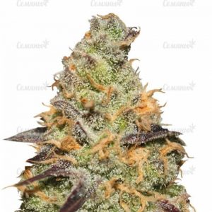 Blue Kush Berry (Paradise Seeds)
