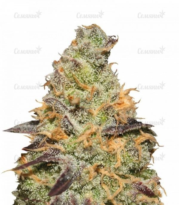 Blue Kush Berry (Paradise Seeds)