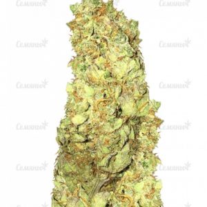 Cold Thunder (Sumo Seeds)