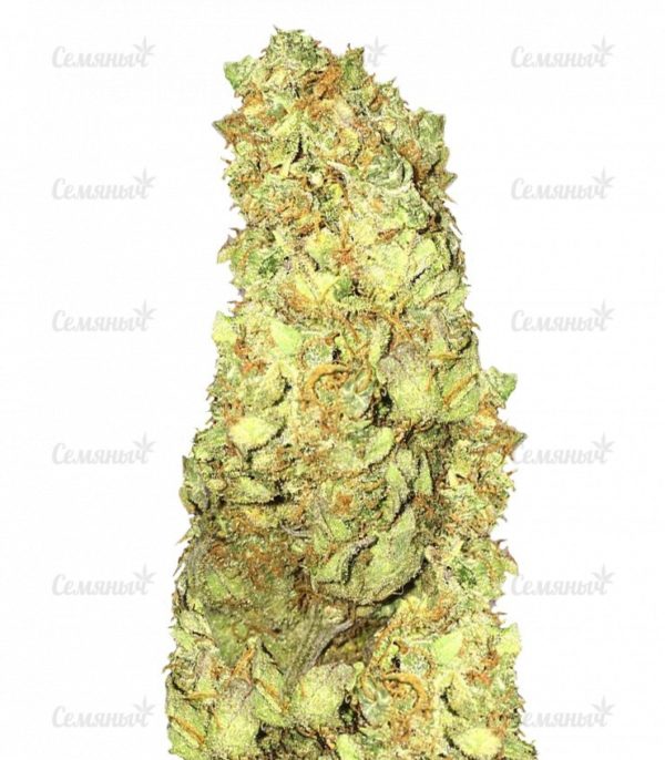 Cold Thunder (Sumo Seeds)