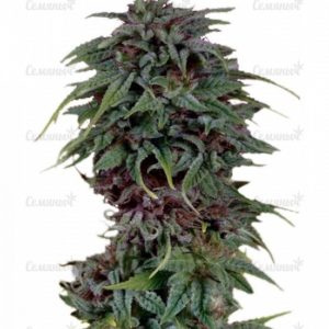 Durban Poison regular (Dutch Passion)