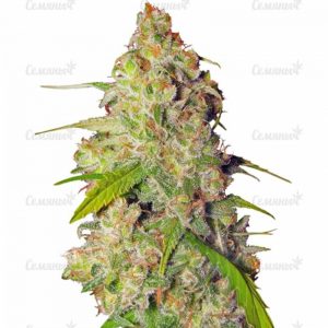 Gagarin Haze (Dutch Passion)