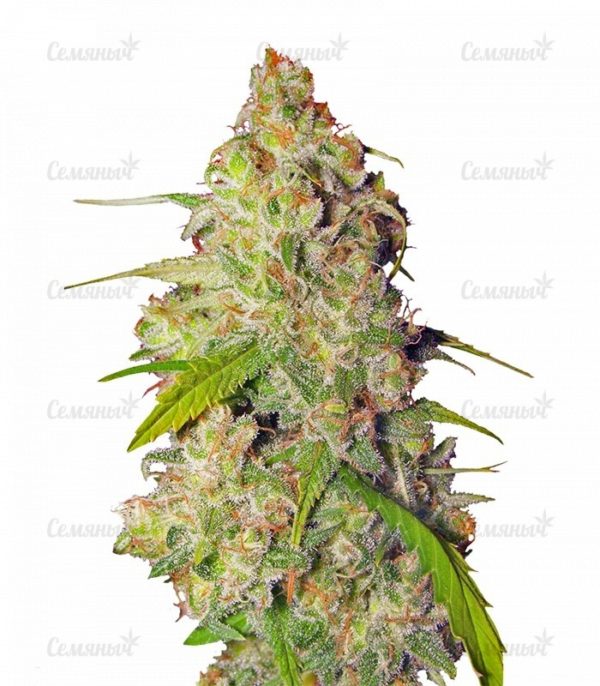 Durban Poison regular (Dutch Passion) — изображение 4