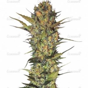 Lithium OG Kush (Nirvana Seeds)