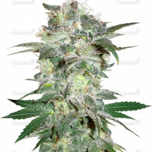 Mazar Kush (World of Seeds)