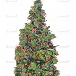 Membrana Hiper Auto (VIP seeds)