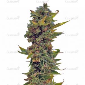 Northern Delights Auto (VIP seeds)