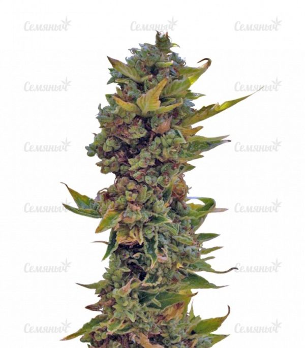 Northern Delights Auto (VIP seeds)