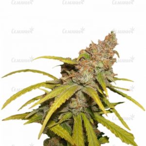 Pineapple Chunk (Barney's Farm)