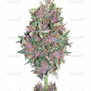 Purple #1 (Dutch Passion)