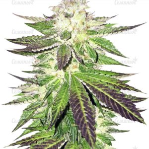 Remo Chemo (Dinafem Seeds)