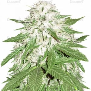 Sumo's OG Kush (Sumo Seeds)