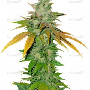 TNT Kush (Eva Seeds)