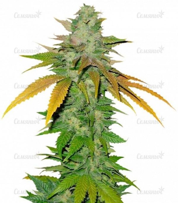 TNT Kush (Eva Seeds)