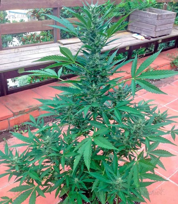 Семена сорта Money Bush (Heavyweight Seeds) — изображение 4