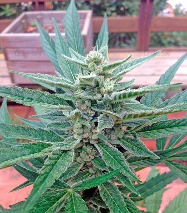 Семена сорта Money Bush (Heavyweight Seeds) — изображение 6