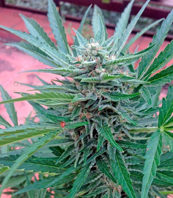 Семена сорта Money Bush (Heavyweight Seeds) — изображение 7