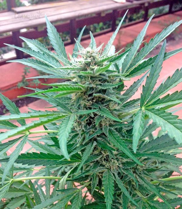 Семена сорта Money Bush (Heavyweight Seeds) — изображение 8
