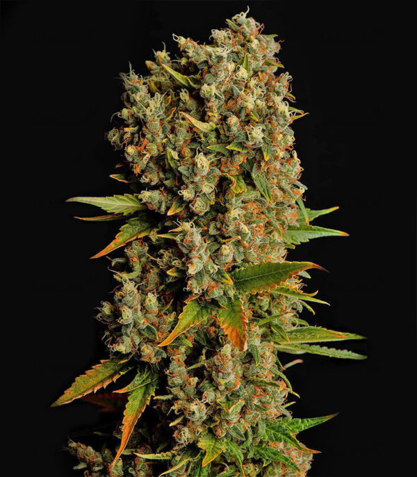 Семена сорта Bad Azz Kush — изображение 8