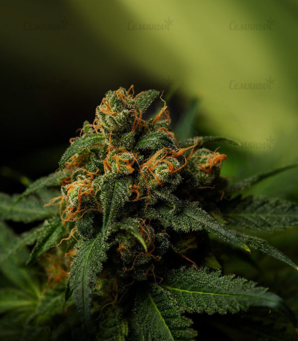 Семена сорта Bad Azz Kush — изображение 9