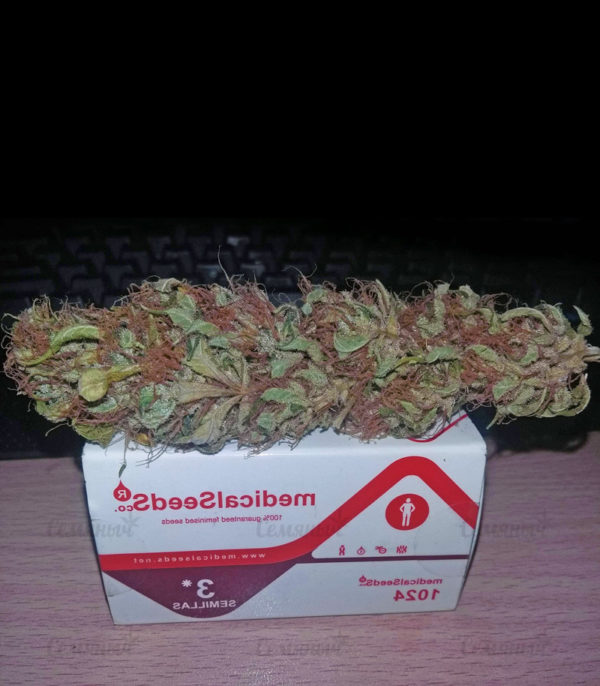 Семена сорта Bad Azz Kush — изображение 10