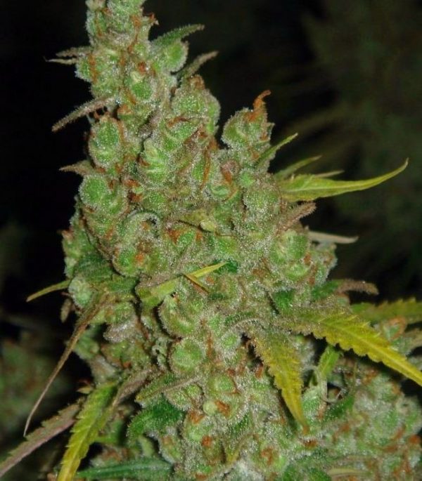 Семена сорта Bad Azz Kush — изображение 6