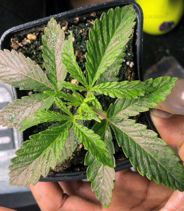 Семена сорта The Incredible Bulk (Dr. Krippling Seeds) — изображение 3