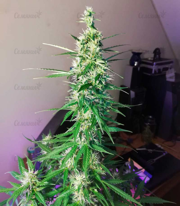 Семена сорта Moby Dick XXL Autoflowering (Dinafem Seeds) — изображение 5
