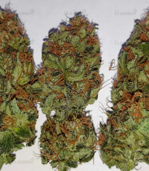 Семена сорта Auto Heaven (Victory Seeds) — изображение 2