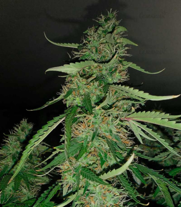 Семена сорта Underdawg Kush — изображение 4
