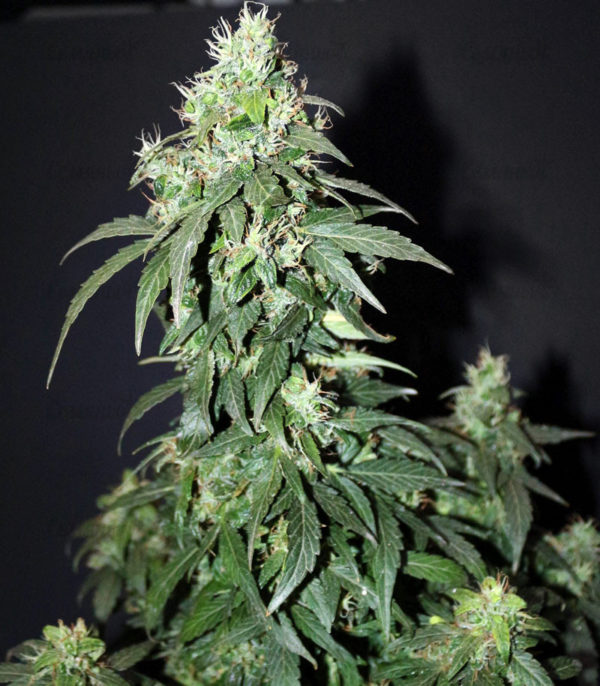 Семена сорта Kushage — изображение 3