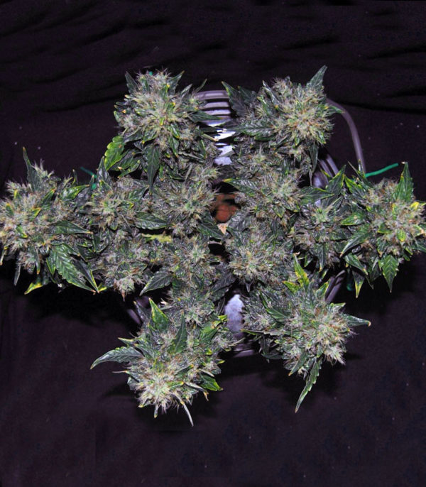 Семена сорта Kushage — изображение 5