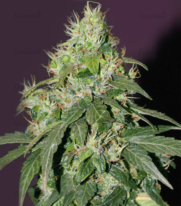 Семена сорта Kushage — изображение 4