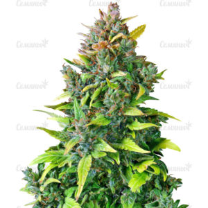 Семена сорта Kushage