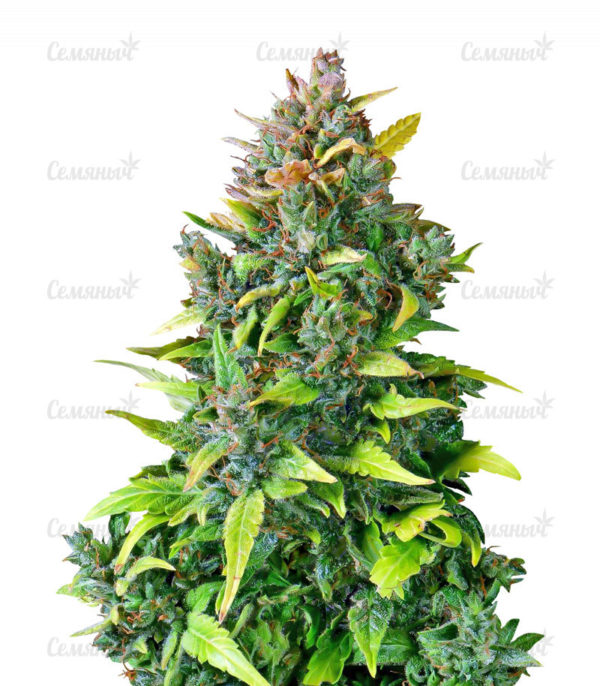 Семена сорта Kushage