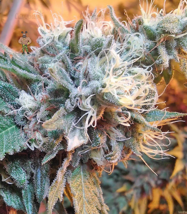 Семена сорта Grapefruit auto (FastBuds) — изображение 5