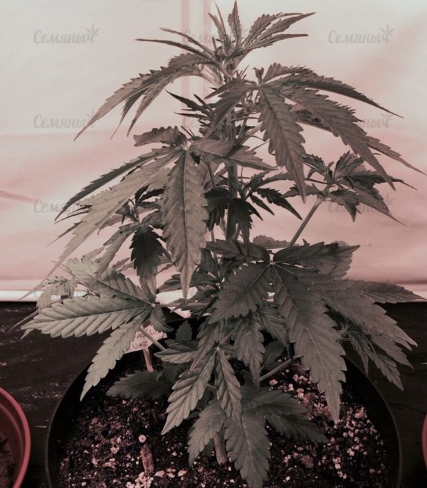 Семена сорта Sweet Harlem Diesel (Sumo Seeds) — изображение 4