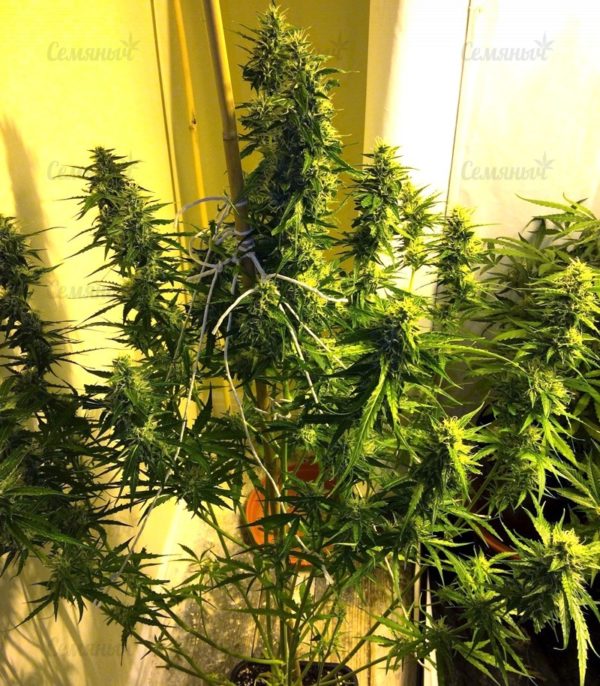 Семена сорта Sweet Harlem Diesel (Sumo Seeds) — изображение 5