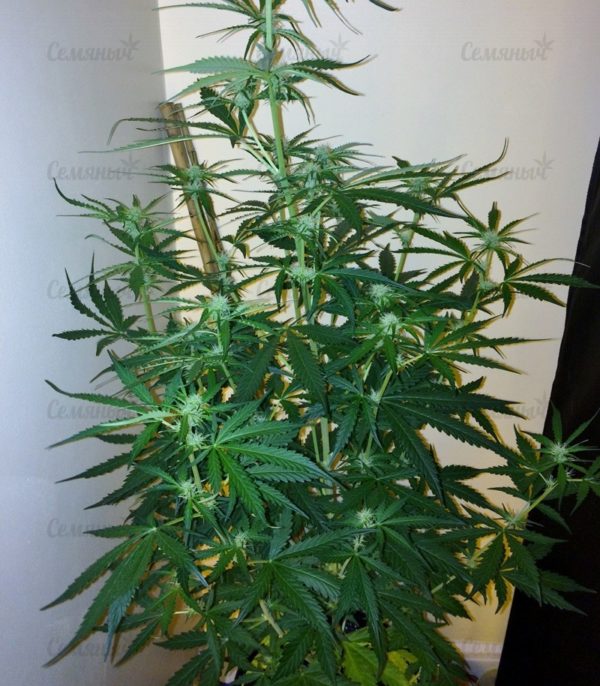 Семена сорта Sweet Harlem Diesel (Sumo Seeds) — изображение 6