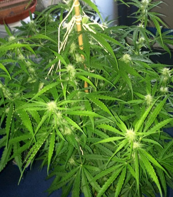 Семена сорта Sweet Harlem Diesel (Sumo Seeds) — изображение 7