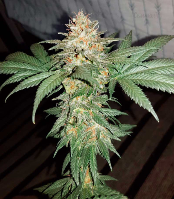 Семена сорта Auto Heaven (Victory Seeds) — изображение 3