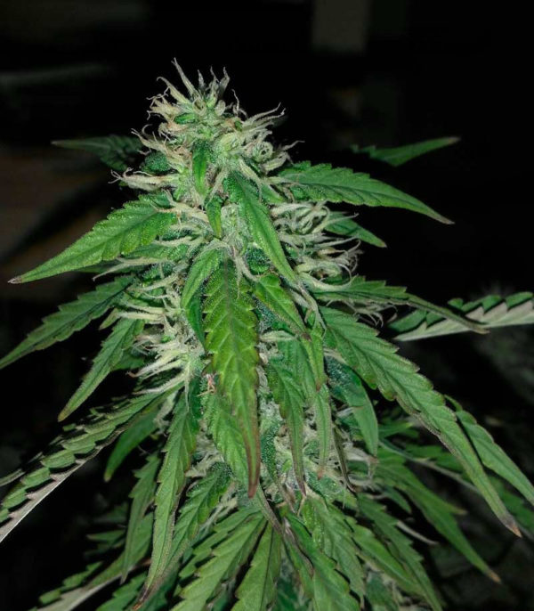 Семена сорта Underdawg Kush — изображение 5