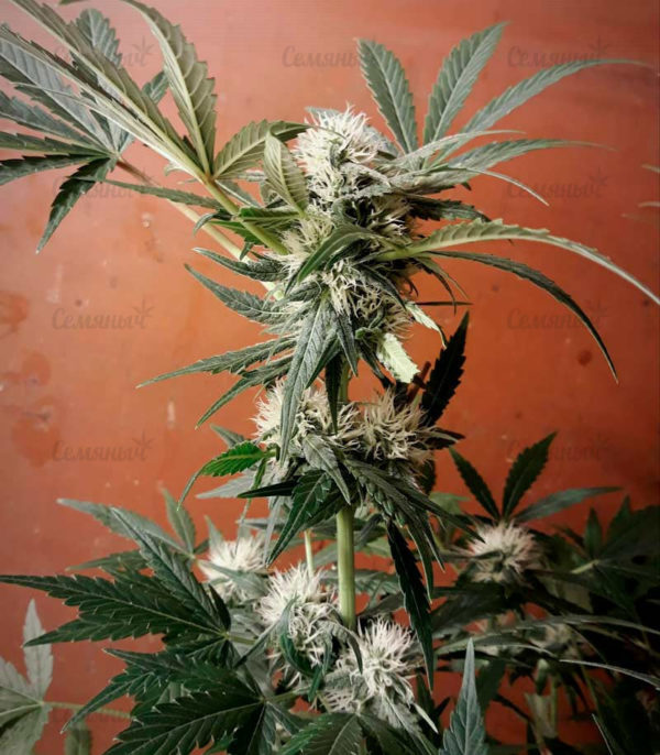 Семена сорта Critical + 2.0 Autoflowering (Dinafem Seeds) — изображение 5