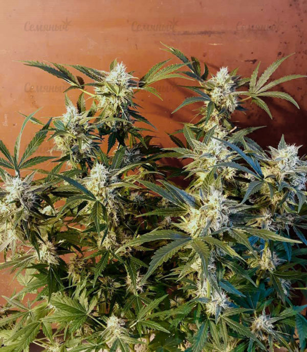 Семена сорта Critical + 2.0 Autoflowering (Dinafem Seeds) — изображение 6