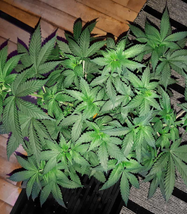 Семена сорта Auto Heaven (Victory Seeds) — изображение 4