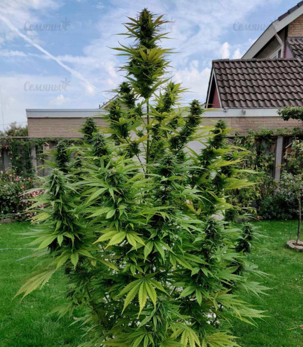 Семена сорта Critical + 2.0 Autoflowering (Dinafem Seeds) — изображение 7