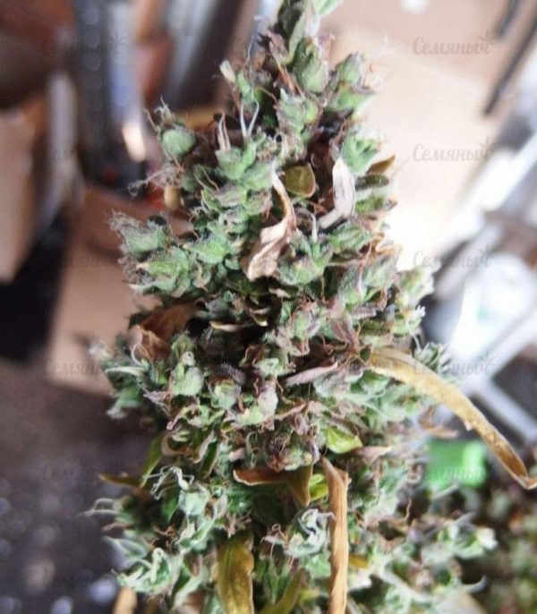 Семена сорта Ultra Power Plant (Victory Seeds) — изображение 4