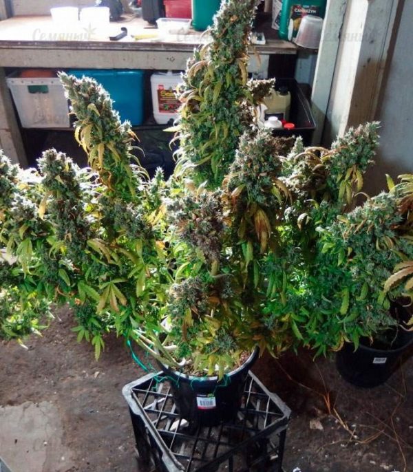 Семена сорта Ultra Power Plant (Victory Seeds) — изображение 5
