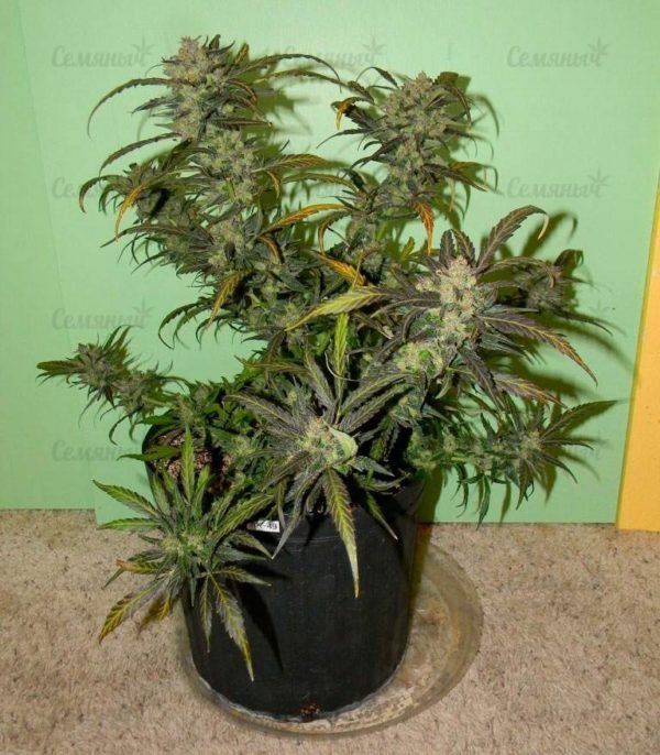 Семена сорта Ultra Power Plant (Victory Seeds) — изображение 6
